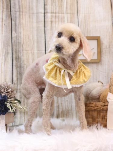 20241022ココアちゃん